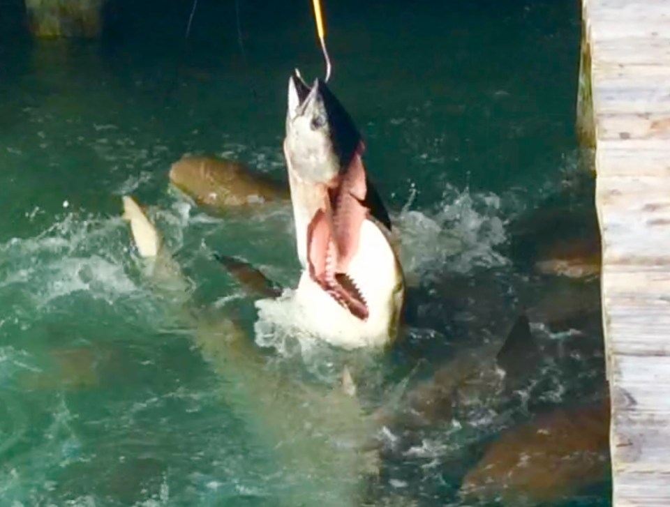 Sharks feeding on Tuna at Flying Fish Marina, Long Island, Bahamas