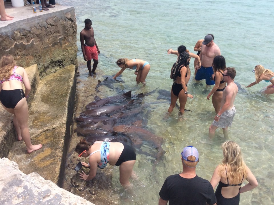 Tourists in in the water with the nurse sharks, Staniel Cay Yacht Club, Exumas, Bahamas