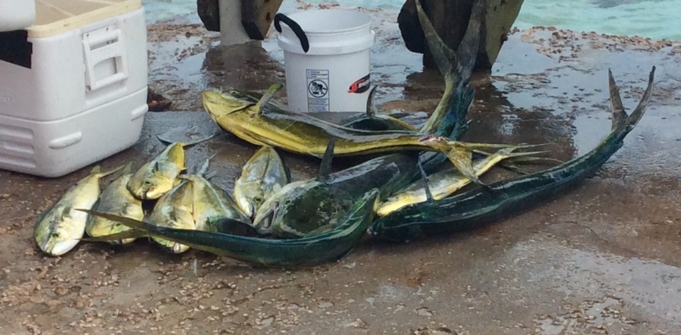 Catch of the day, Staniel Cay Yacht Club, Exumas, Bahamas