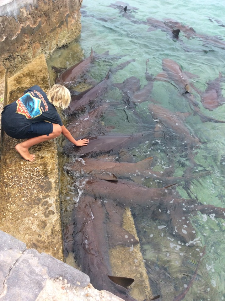 Gideon petting a nurse shark, Staniel Cay Yacht Club, Exumas, Bahamas