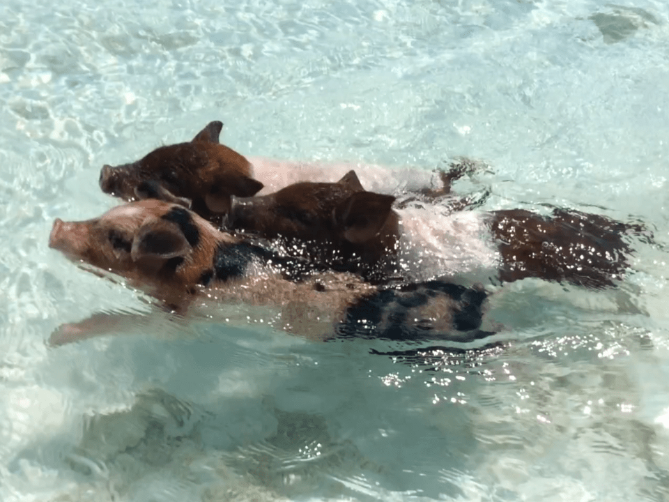 Swimming piglets at Big Majors, Bahamas
