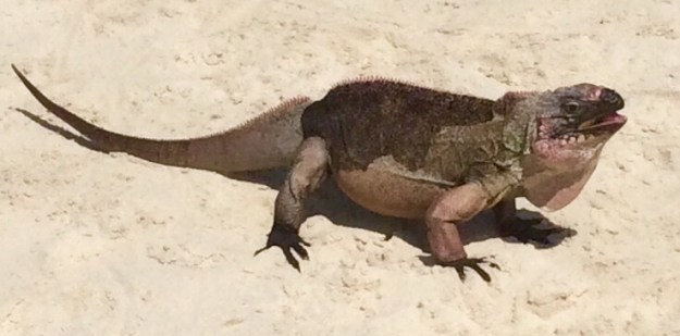Iguana, Allen Cay, Bahamas (2018)
