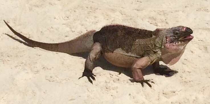 Iguana, Allen Cay, Bahamas (2018)