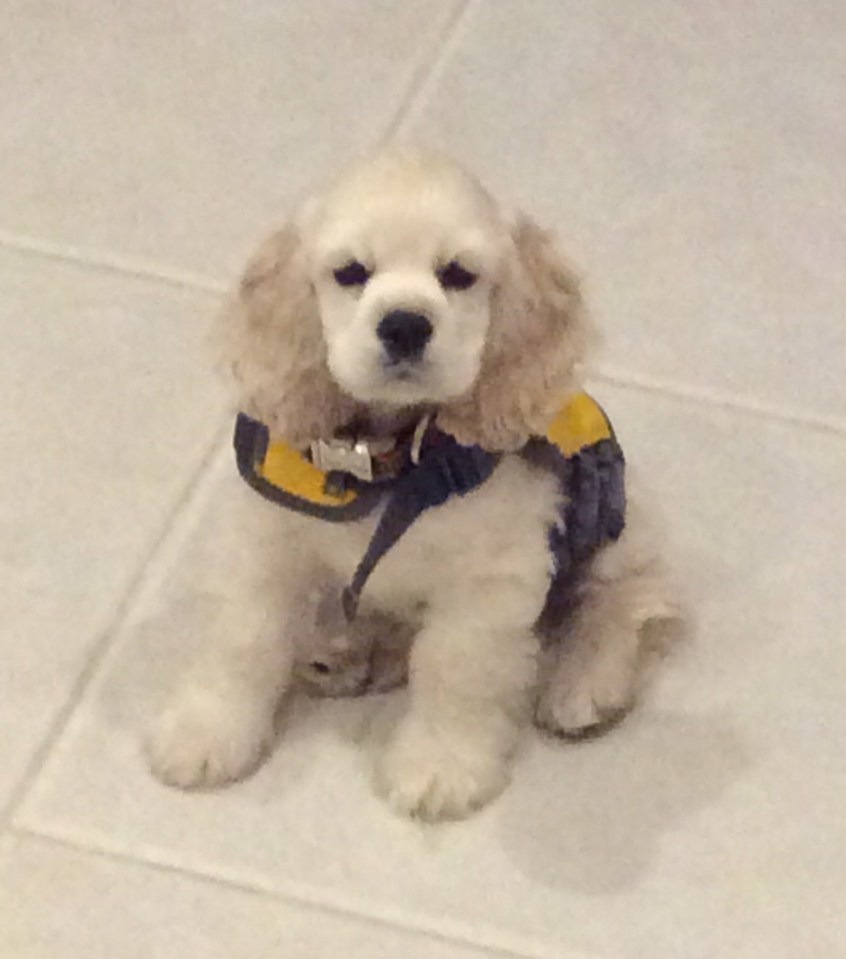 Marlow trying on his new life vest