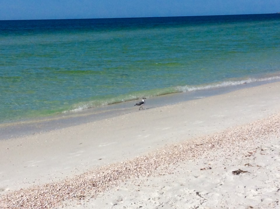 Beach, Caladesi Island, FL (Oct. 2019)