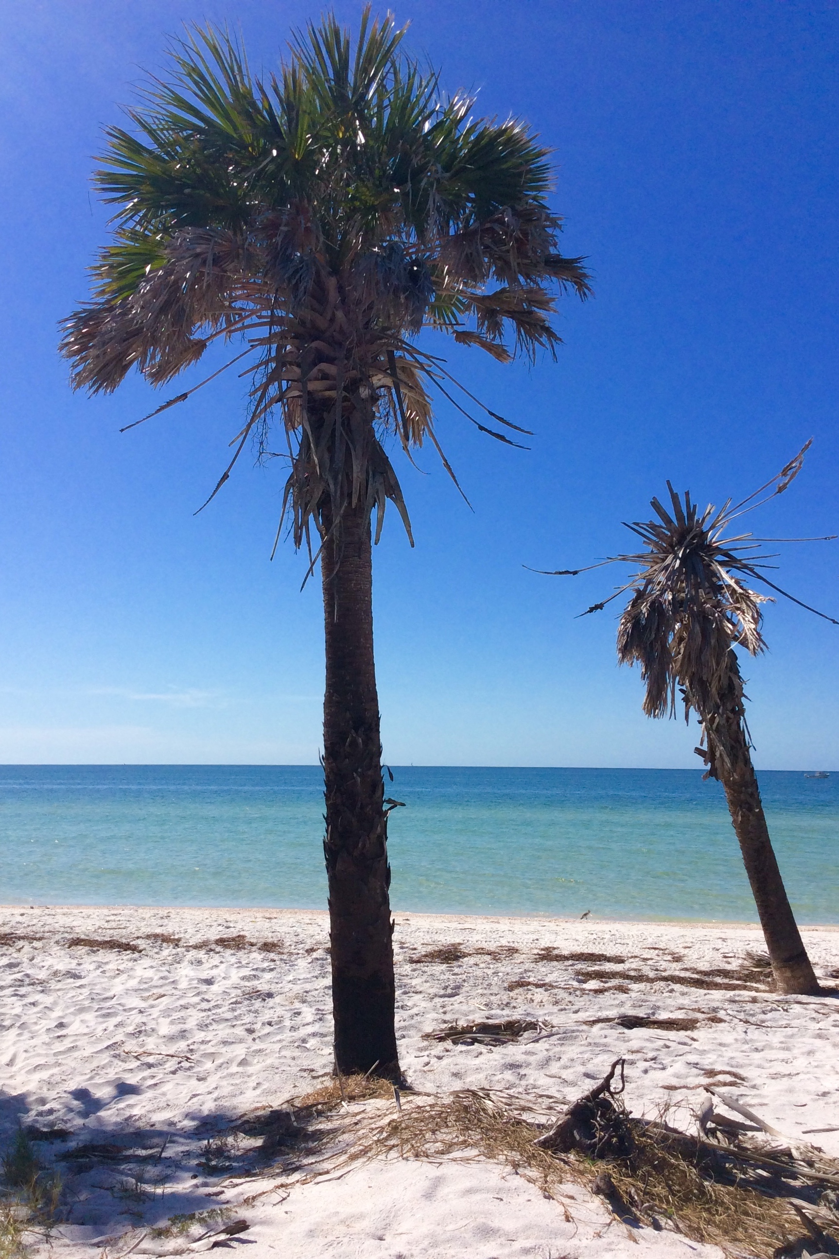 Caladesi Island State Park (Nov. 2019)