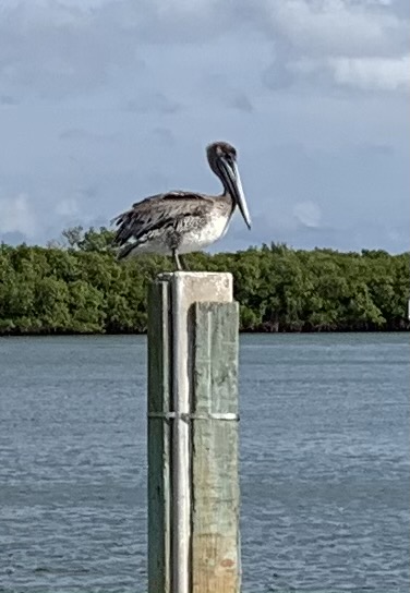 Pelican