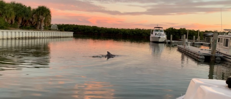 Dolphin at sunset