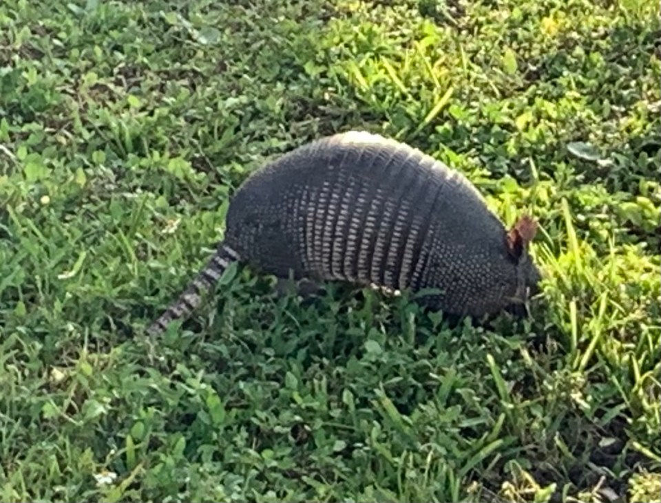 Armadillo